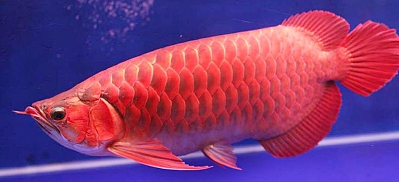 ARWANA SUPER RED, POTENSI DI DESA KENERAK YANG BELUM TERGARAP MAKSIMAL